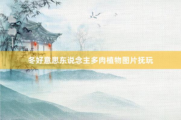 冬好意思东说念主多肉植物图片抚玩